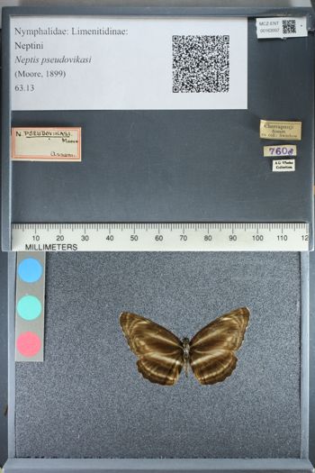 Media type: image; Entomology 163007